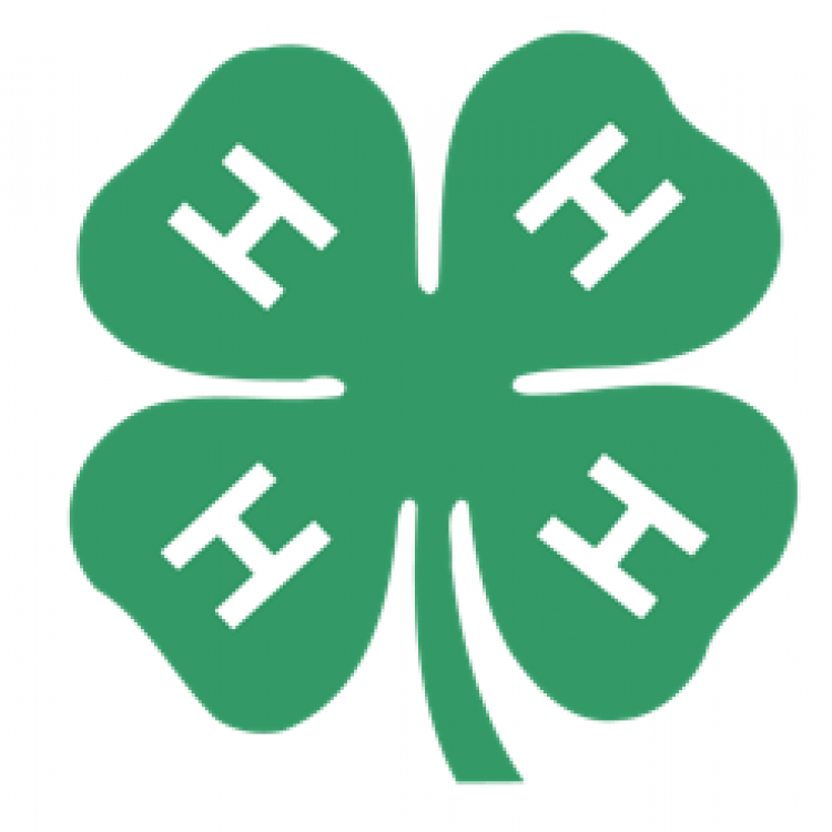  4-H